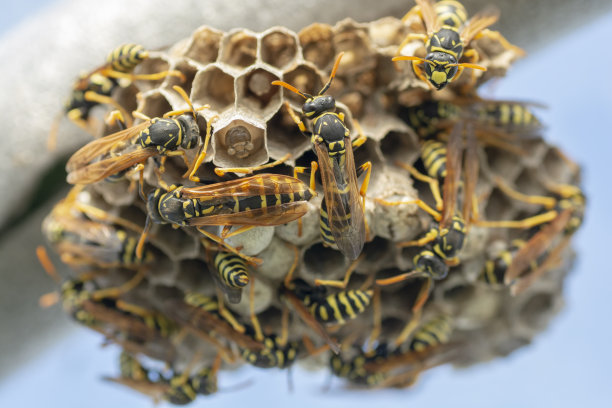 欧洲黄蜂(德国黄蜂)正在筑巢建立新的殖民地。图片下载