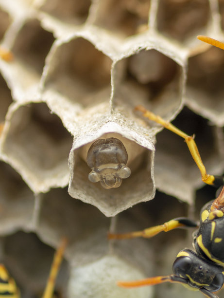 欧洲黄蜂(德国黄蜂)正在筑巢建立新的殖民地。图片下载
