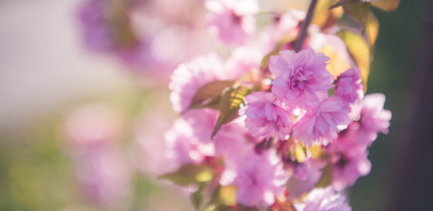 春天盛开的樱桃树。樱花樱花。图片下载
