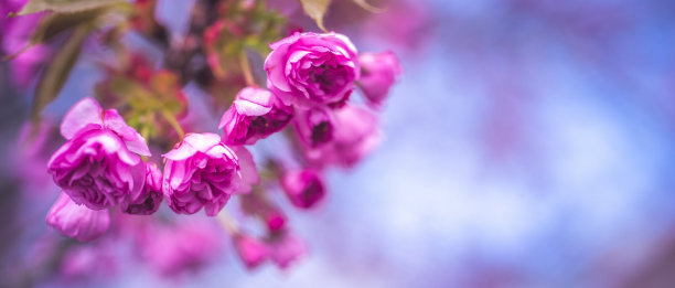 春天盛开的樱桃树。图片下载