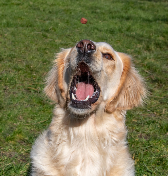 黄色的拉布拉多犬在户外捕捉美食图片下载