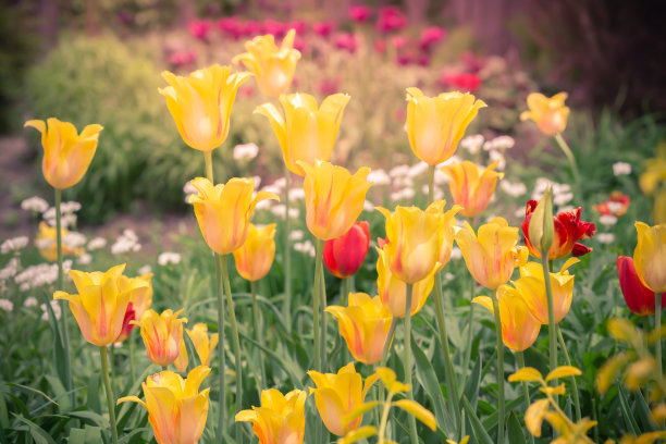 春天的花园图片下载