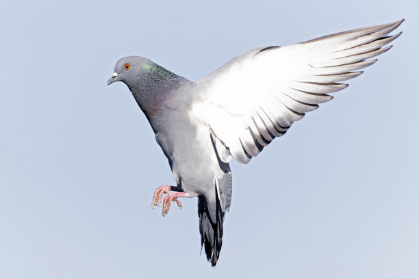 飞行中的岩鸽(美洲岩鸽)。图片下载