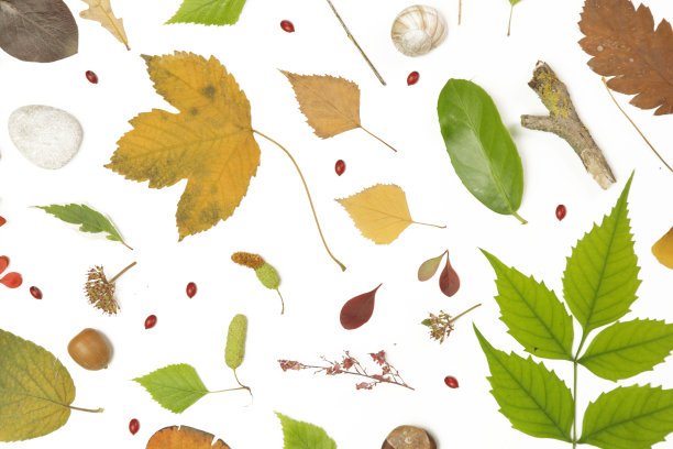 森林元素集合。由各种元素组成:树叶、树枝、树皮、球果、栗子和石头。自然设计元素孤立在白色背景上。图片下载