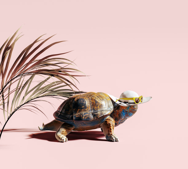 彩色海龟与夏季帽子和棕榈叶在粉红色的背景。夏天即将来临的概念。图片下载