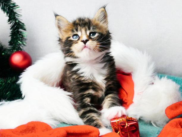 圣诞节的猫。人像条纹缅因小猫玩圣诞礼物和节日红色的圣诞老人帽子。新年贺卡图片下载