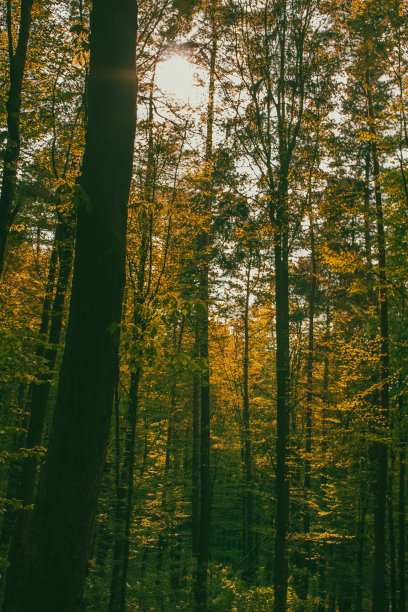 森林徒步旅行，平面设计师的背景图片下载