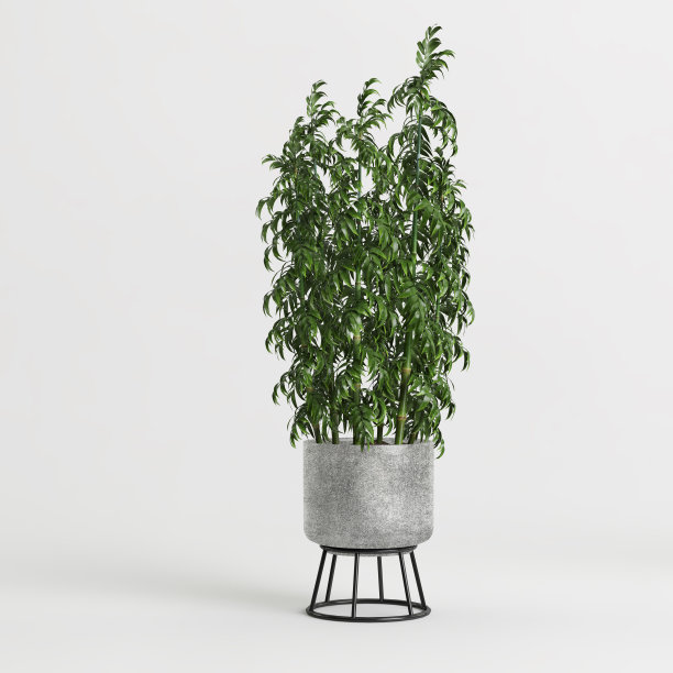 室内盆栽孤立在白色背景的3d插图图片下载