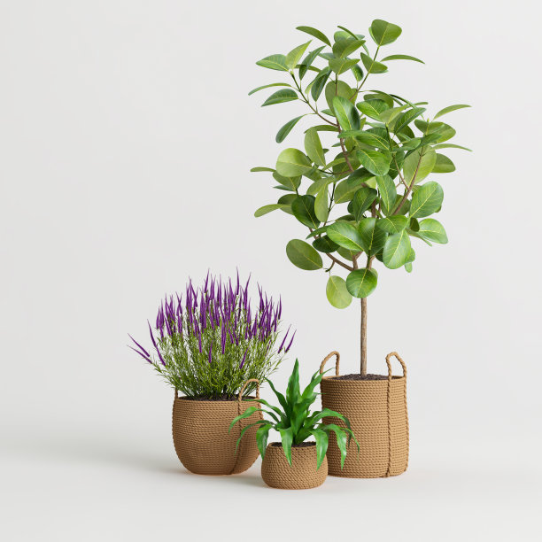 3d插图装饰植物收集孤立在白色背景图片下载