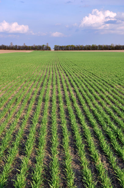 冬小麦里播种图片下载