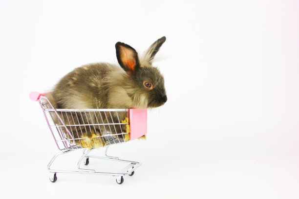 可爱的兔子在推车孤立在白色图片下载
