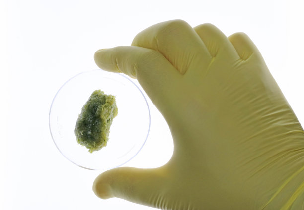 在实验室里用蔬菜制成的肉。植物性肉类的概念。图片下载