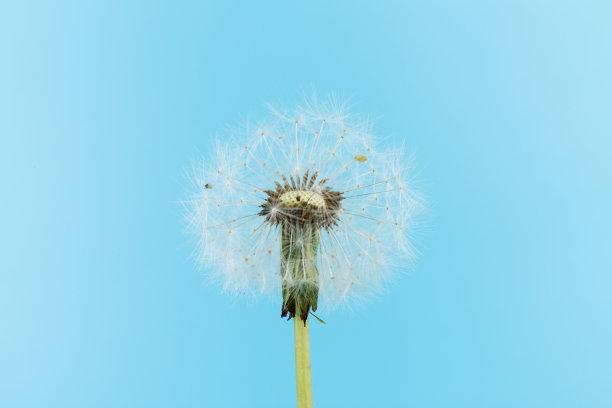 宏观蒲公英吹走，蓝天背景。自由的愿望。种子宏特写镜头。夏天再见。希望和梦想的概念。脆弱。春天。软的焦点。宏观性质。抽象的背景图片下载