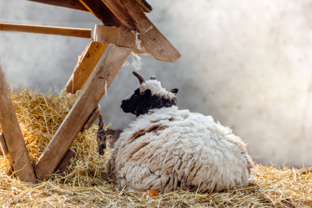 农场饲养员附近的干草中，白色的绒毛绵羊在休息图片下载