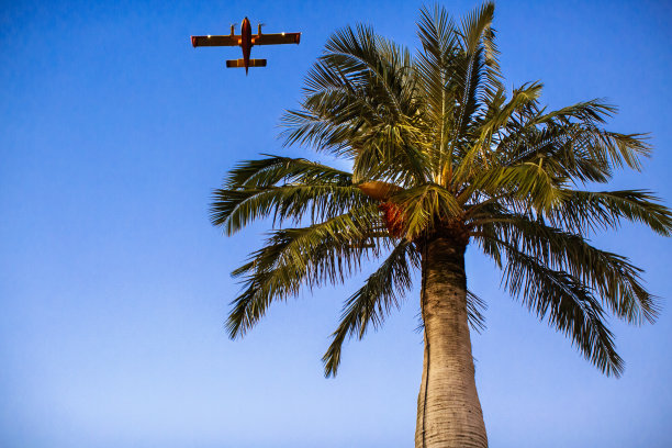 飞机在蓝天和棕榈树图片下载