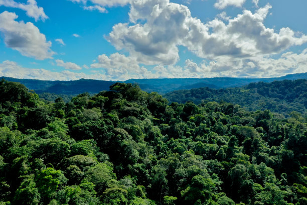 在阳光明媚的日子里，美丽的云景在广阔的森林之上——热带森林树冠的自然背景图片下载