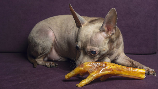 一只俄罗斯玩具梗躺在枕头上，上面放着生鸡腿。天然美味狗粮。饥饿和偷窃食物的概念。图片下载