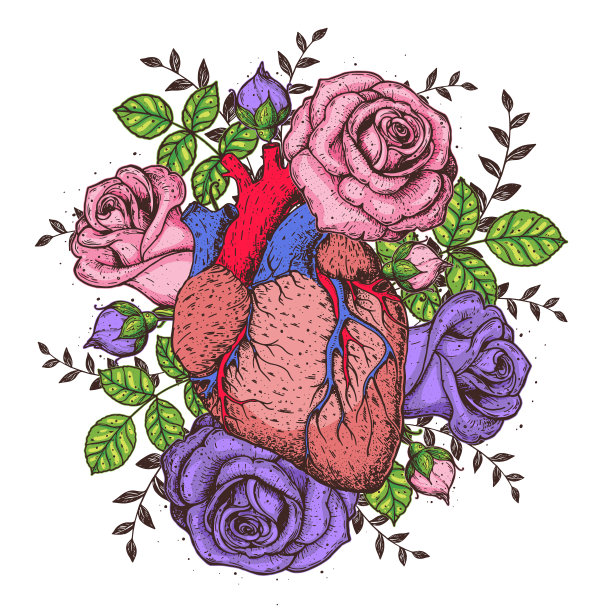 心和玫瑰花手绘。的矢量插图。解剖的心。孤立的彩色心形插图。图片下载