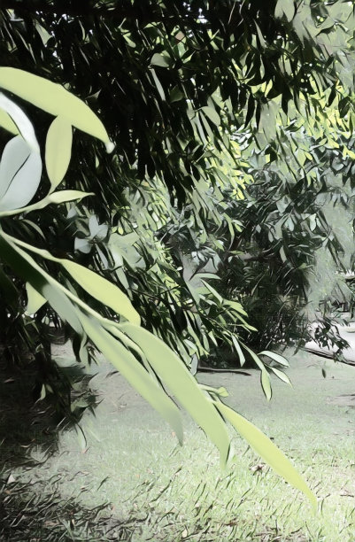 插图的花园图片下载