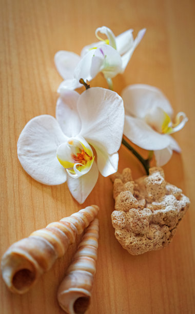 棕色背景上的大型白色兰花图片下载