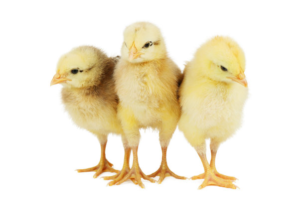 白底上三只黄白色的小鸡。图片下载