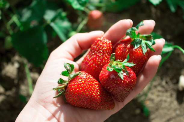 新鲜多汁的草莓在手图片下载