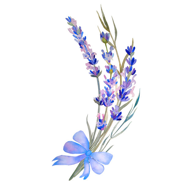 薰衣草花和树枝花束水彩插图。在孤立背景上手绘的普罗旺斯植物。紫色茎组成明信片和设计。婚礼植物元素图片下载