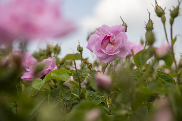 土耳其伊斯帕塔，甘尼肯特山谷的玫瑰园图片下载