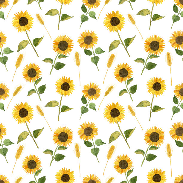 无缝图案与向日葵和小麦小穗。水彩插图。图片下载