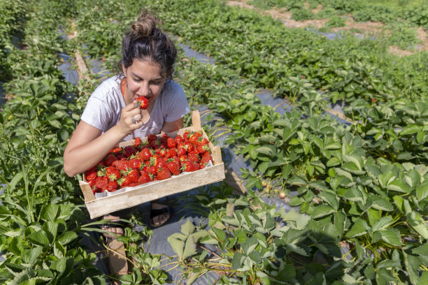 微笑的少女农场工人在夏天的水果农场种植草莓，拿着成熟的浆果板条箱图片下载