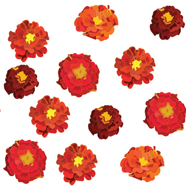 橙色的金盏花是墨西哥节日的象征图片下载