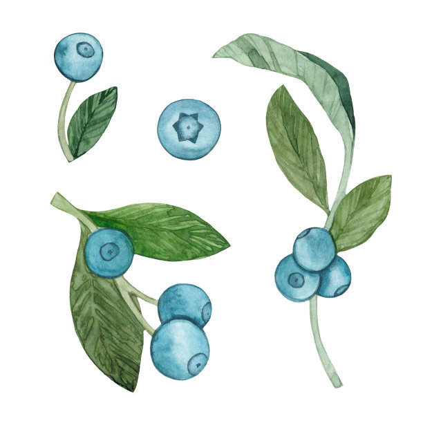 蓝莓水彩树枝设置。蓝色浆果孤立在白色背景。绿色的树叶。图片下载