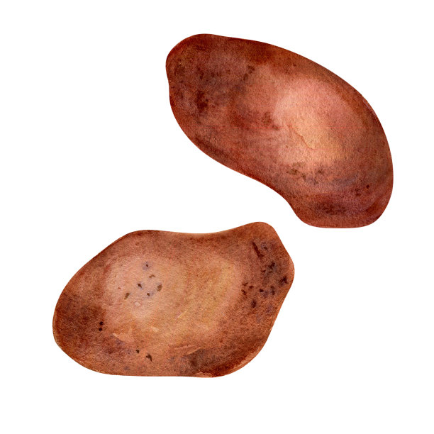 蔬菜土豆水彩插图在白色背景。图片下载