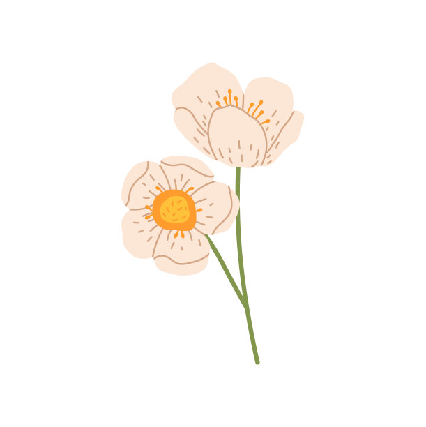 雪莲花、海葵、风之花、野花图片下载