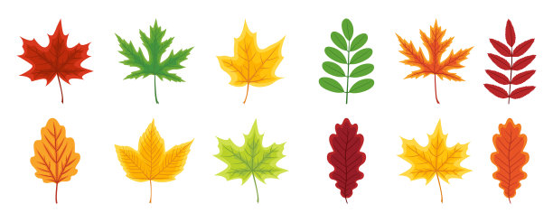 秋天的落叶套着秋天的枫叶橡树图片下载