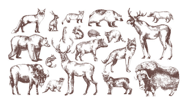 一套优雅的欧洲森林动物绘画图片下载