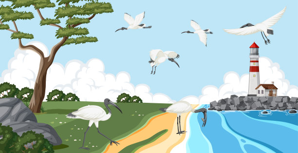 湿地景观中的澳大利亚白鹮群图片下载