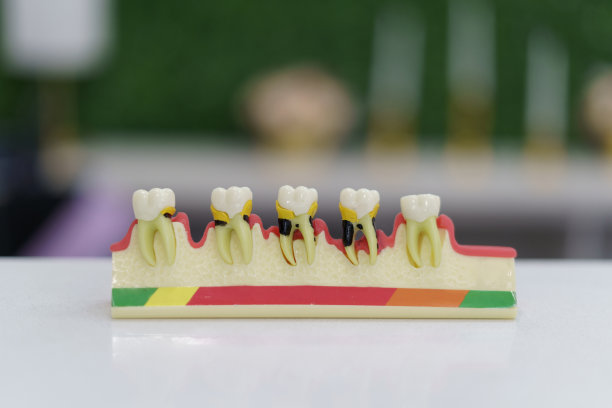 磨牙，牙床和牙根，教学用教学用品，口腔器械工作室图片下载