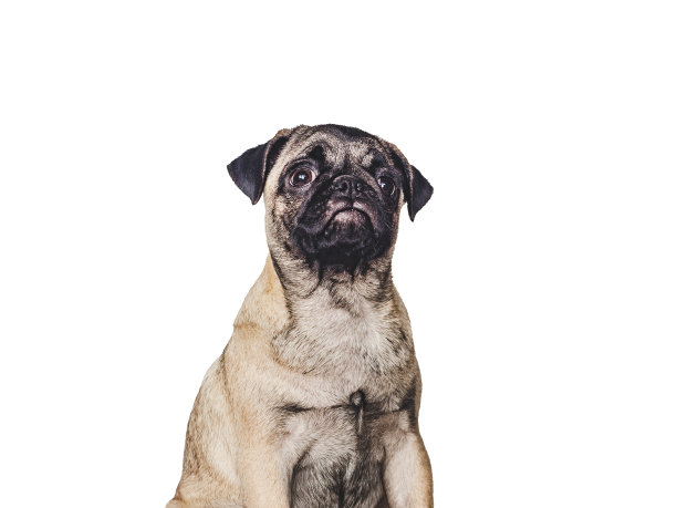 可爱的,漂亮的小狗。特写镜头,在室内。工作室的照片图片下载