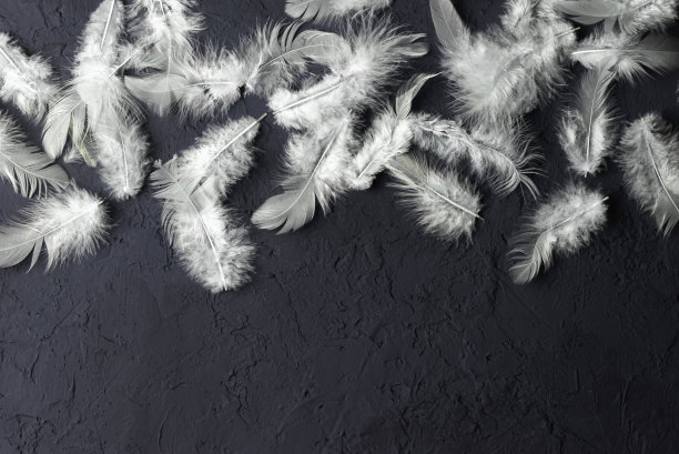 黑色混凝土背景上的白色羽毛，极简主义的黑色构图。文本空间。俯视图。图片下载