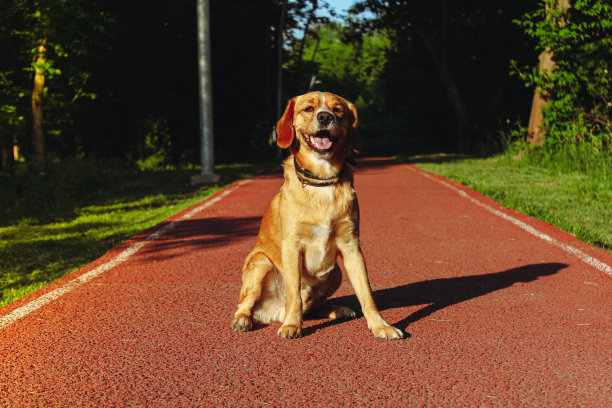 这只狗正坐在公园里的跑步机上。图片下载