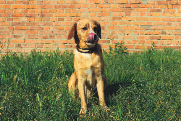 狗坐在草地上舔鼻子。图片下载