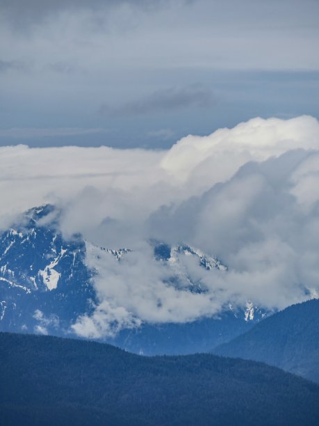 雨天的加拿大森林图片下载