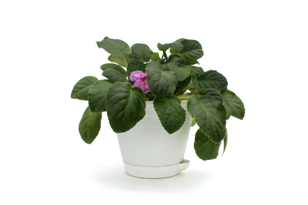 紫罗兰花生长在一个花盆里，背景是白色的。图片下载