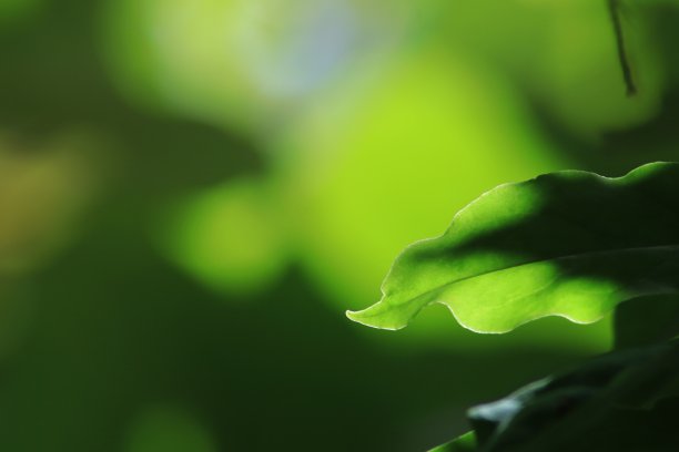 绿色的叶子图片下载