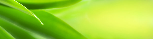 模糊的叶子自然夏季绿叶天然绿叶植物用作壁纸背景图片下载