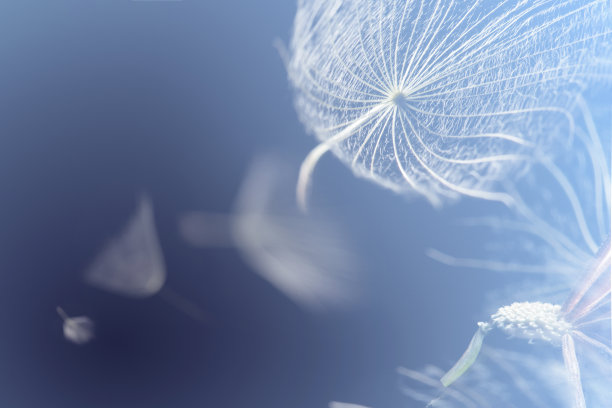 蓝色背景下飞舞的蒲公英种子图片下载