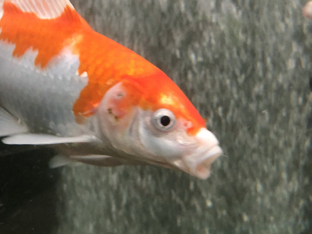 锦鲤展望未来的照片图片下载