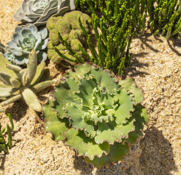 微型多汁植物图片下载