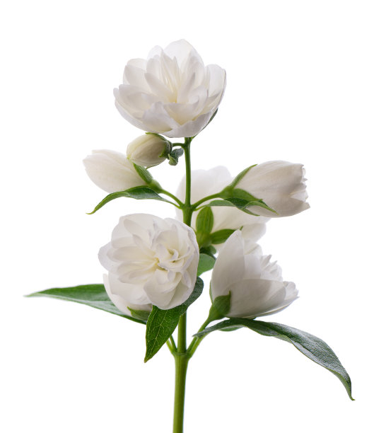 茉莉花，孤立在白色背景。支白色的terry茉莉花。图片下载